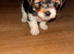 Biewers yorkies