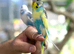 Budgies