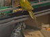 Kakariki male