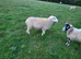 Llynn x Texel theaves. Ready for the ram