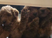 Beautiful toy poodle puppie last boys reduced
