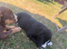 Bulldog cross collie