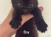 2 kittens for sale