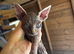 Beautiful Sphynx kittens for sale