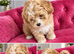 MY GORGEOUS SHIPOO GIRL