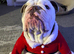 3 year old male English bulldog