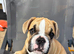 Girl puppy for sale