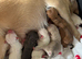 Miniature chihuahuas **1 boy left**
