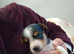 Jack Russel cross