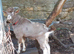 Fabulous Entire Intact Toggenburg Breeding Billy Goat - Father Pedigree