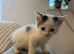 Loving kittens