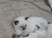 Ragdoll kittens