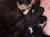 Kittens 4 sale