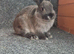 Male dwarf Lops