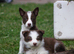 Red and White Pedigree Collie Pups