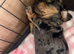 Miniature dachshund puppies