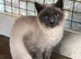 Ragdolls, blue points and Russian blues for rehoming