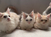 Maine Coon Kittens