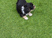 Toy chihuahua cross yourkshire terrier