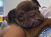 ENGLISH BULLDOG PUPPIES!