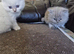 British short haired cross kittens for sale