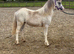 Welsh a yearling filly