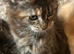 Maine Coon Girl Kittens. Ready Now