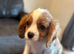 CAVALIER KING CHARLES PUPS KC REG READY NOW