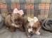 Pomchi puppies