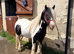 13.2hh cob gelding