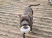 Blue Staffy Stud only