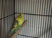 2 recessive pied budgies 2026 rung