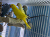 Baby Indian Ringneck parrot