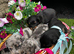4 beautiful boys looking for a place to call home!
