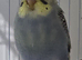 6 beautiful baby budgies looking for forever homes