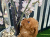 Toy poodle puppy's for sale