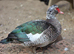 Muscovy ducks