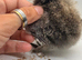 6 x silkie chicks
