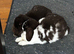 Gorgeous free mini lop brothers