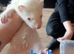 9 baby ferrets