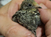 2 Male button quail FREE