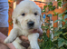Gorgeous Golden Retriever Puppies KC Reg