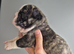 READY NOW French bulldog puppies