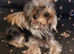 Teddy Male yorkie