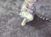 Beautiful bengal kittens