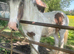 Lovely big yearling gelding