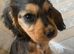 King Charles spaniel