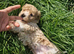 Cute Baby Poochons