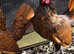 Sebright hatching eggs