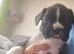 Boxer puppis  for  sale